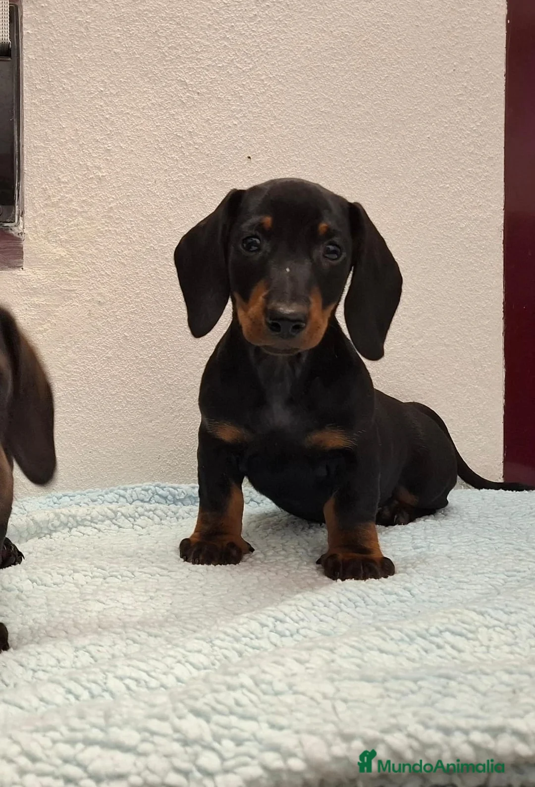 Teckel perros en venta: TECKELS EXCLUSIVOS - Anuncio 2