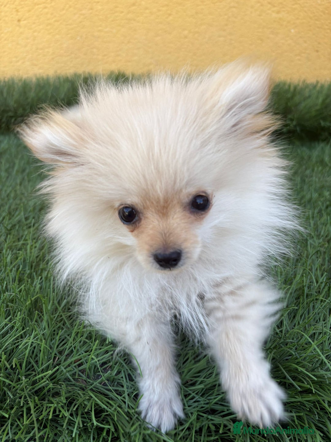 Pomerania perros en venta: Lulu de Pomerania micro toy macho - Imagen 2
