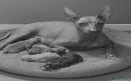 Xoloitzcuintle - Perro Sin Pelo Mexicano perros en adopcion: Xoloitzcuiltle - Anuncio 5