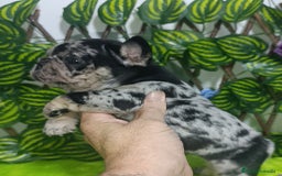Bulldog Francés perros en venta: Impresionantes bulldog varios colores  - Imagen 2