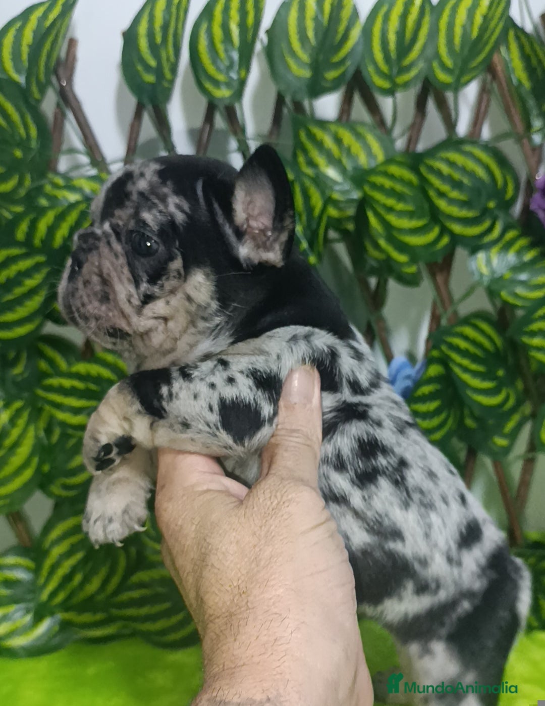 Bulldog Francés perros en venta: Impresionantes bulldog varios colores  - Imagen 2
