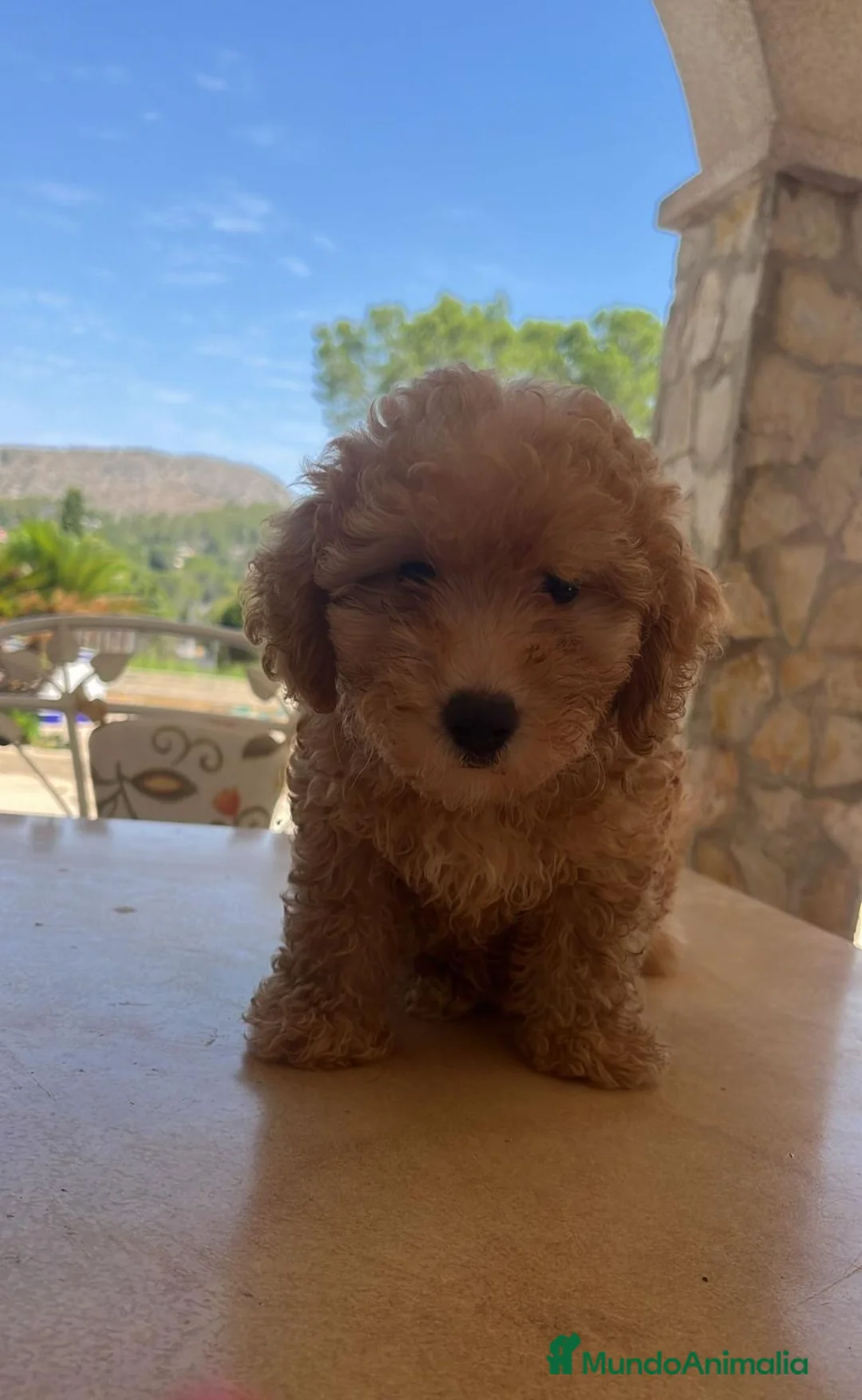 Caniche Toy perros en venta: Camada Caniches - Anuncio 6