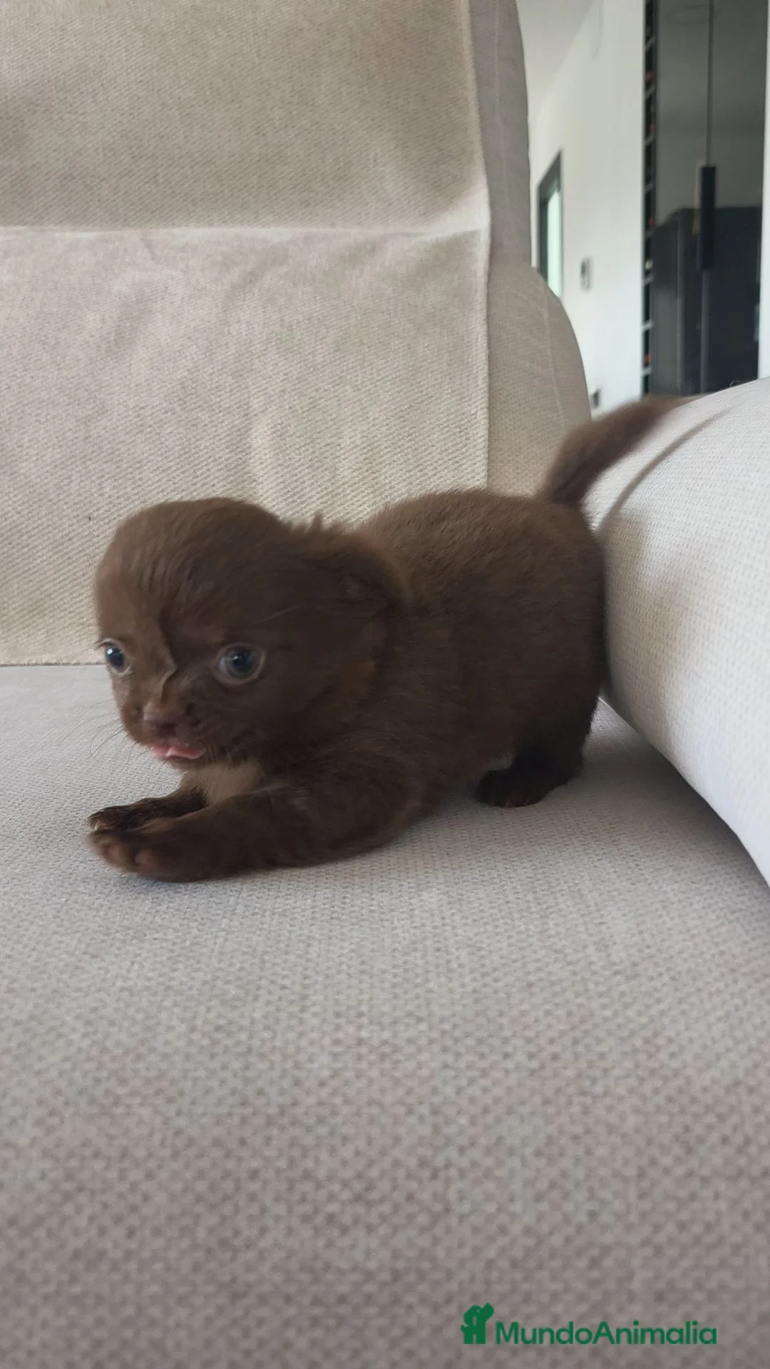 Chihuahua perros en venta: Chihuahua hembra pelo largo chocolate 🍫 - Anuncio 10