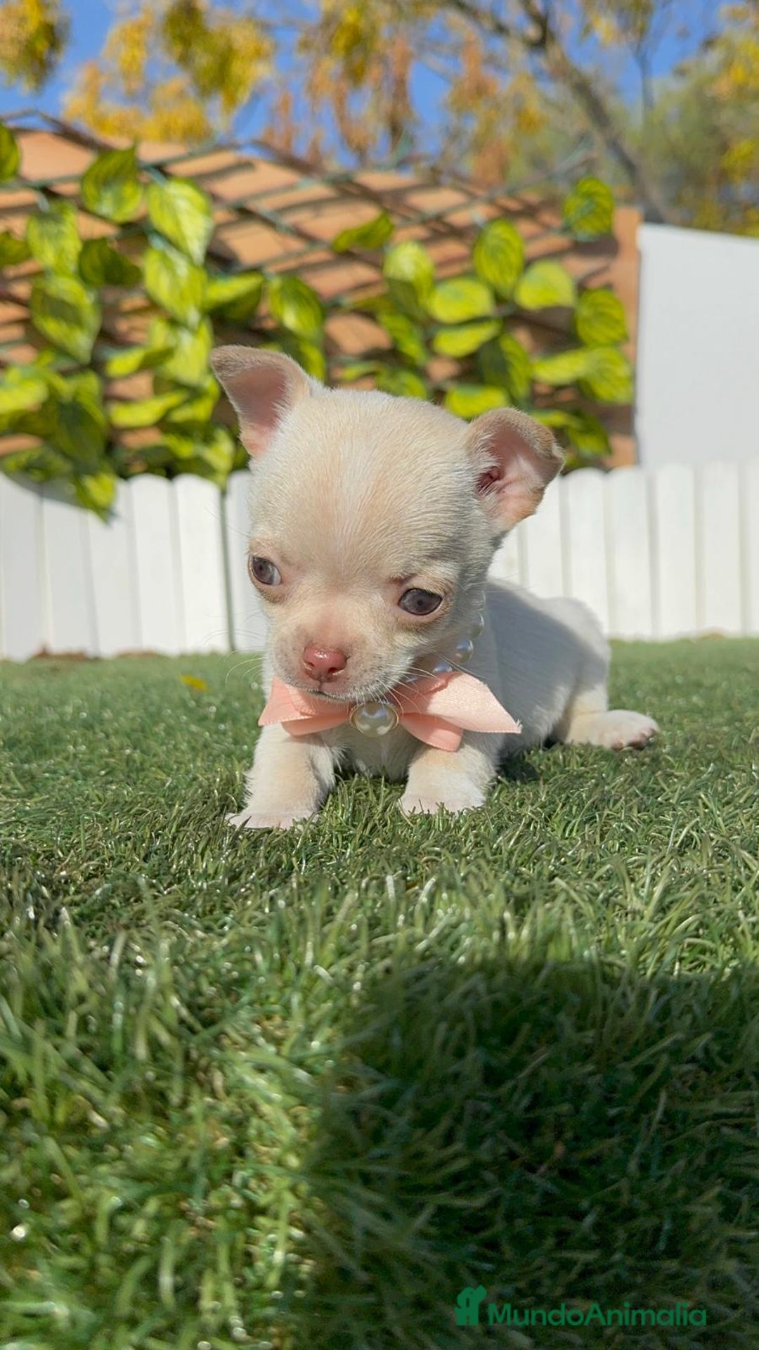 Chihuahua perros en venta: CHIHUAHUA HEMBRA - Anuncio 3