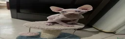 Sphynx gatos en venta: Gatos shpynx - Anuncio 6
