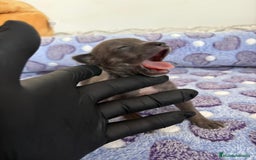Raza Mixta perros en venta: CHIWHIP - Imagen 22