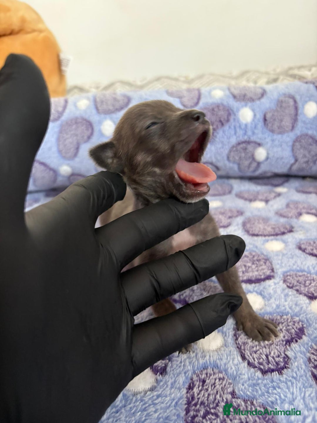 Raza Mixta perros en venta: CHIWHIP - Imagen 22