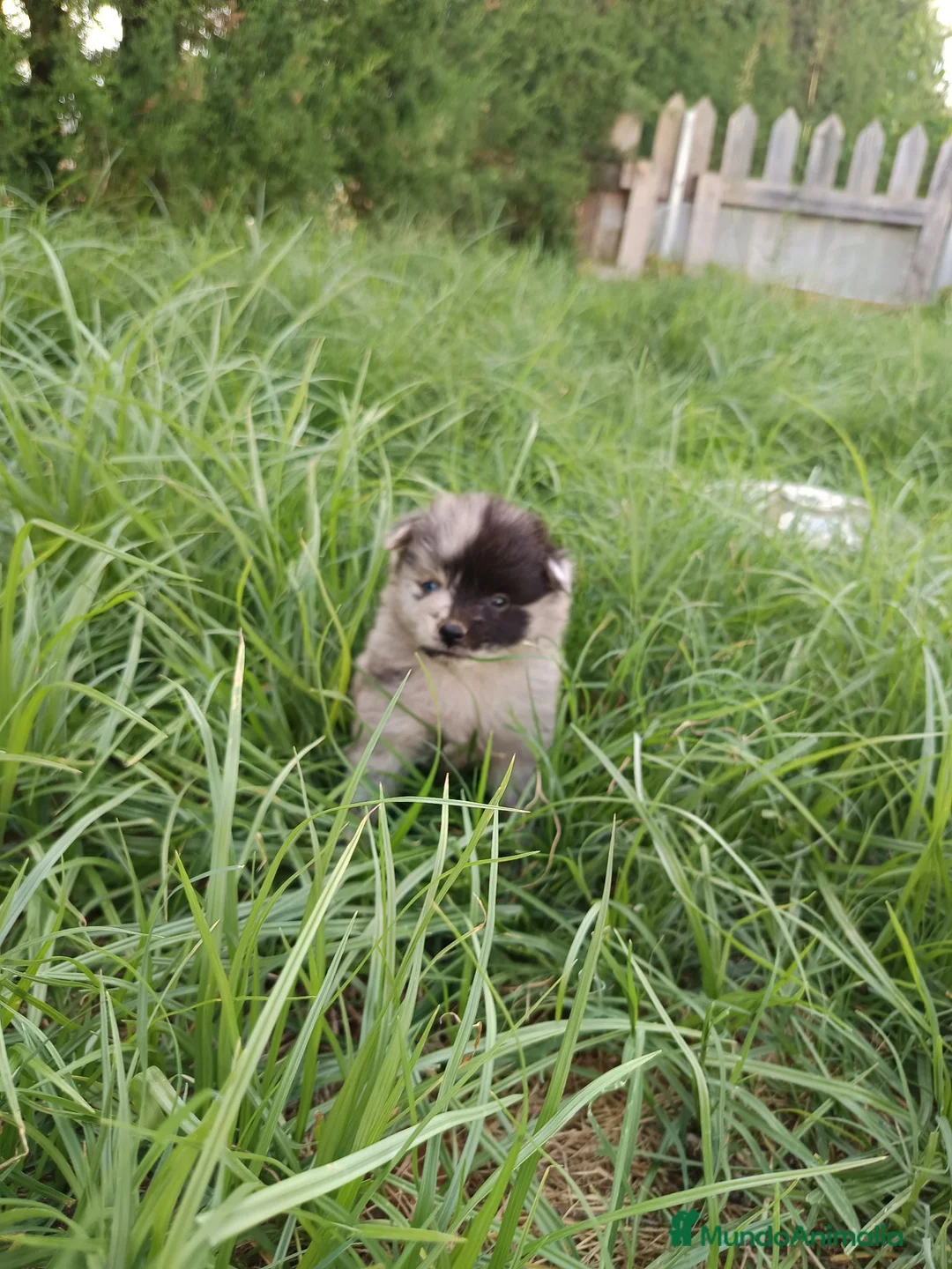 Pomerania perros en venta: Pomerania  - Anuncio 9