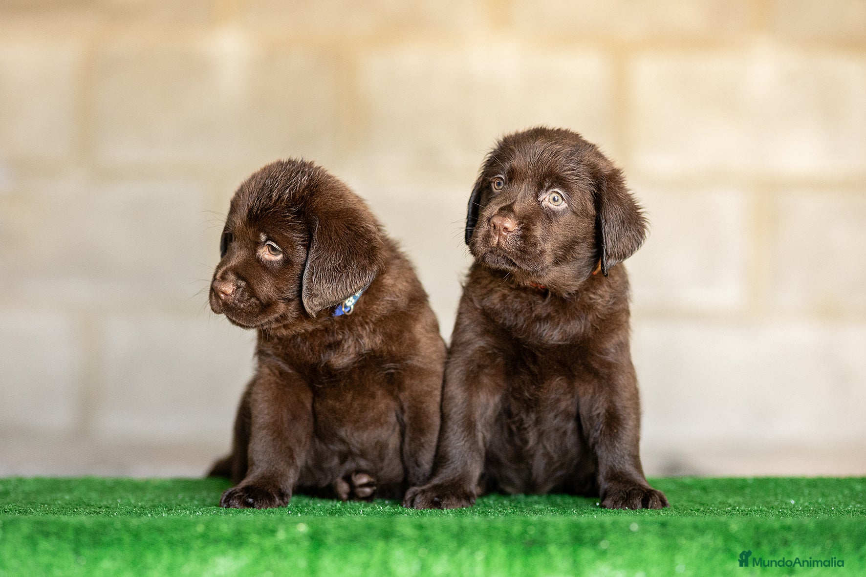 Labrador Retriever perros en venta: LABRADOR CHOCOLATE DISPONIBLE - Anuncio 10
