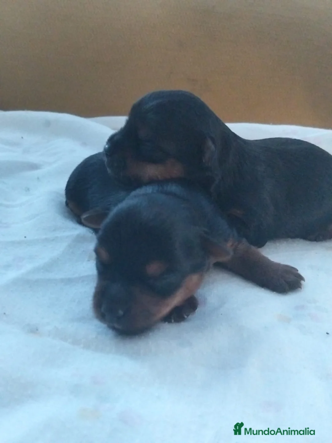 Yorkshire Terrier perros en venta: Yorkshire toy En Curtis La Coruña  - Anuncio 3