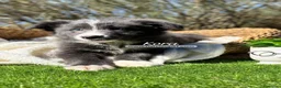 Border Collie perros en venta: BORDER COLLIE BLUE - Anuncio 8