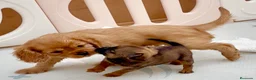 Cavalier King Charles Spaniel perros en venta: Cavalier King Charles Spaniel  en Alicante - Anuncio 4