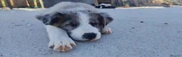 Border Collie perros en venta: BORDER COLLIE - ÚLTIMOS CACHORROS DISPONIBLES - Anuncio 8