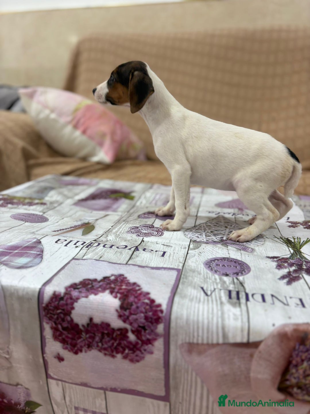 Jack Russell Terrier perros en venta: Jack Russell  - Imagen 11