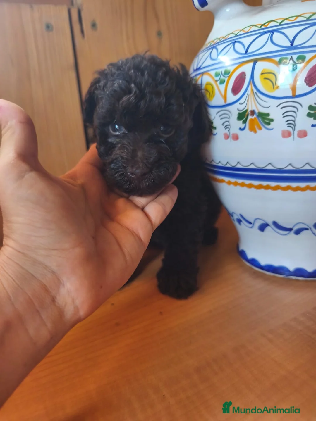 Raza Mixta perros en venta: Caniche chocolate  - Anuncio 1