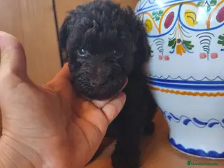 Raza Mixta perros Caniche chocolate - Anuncio 1