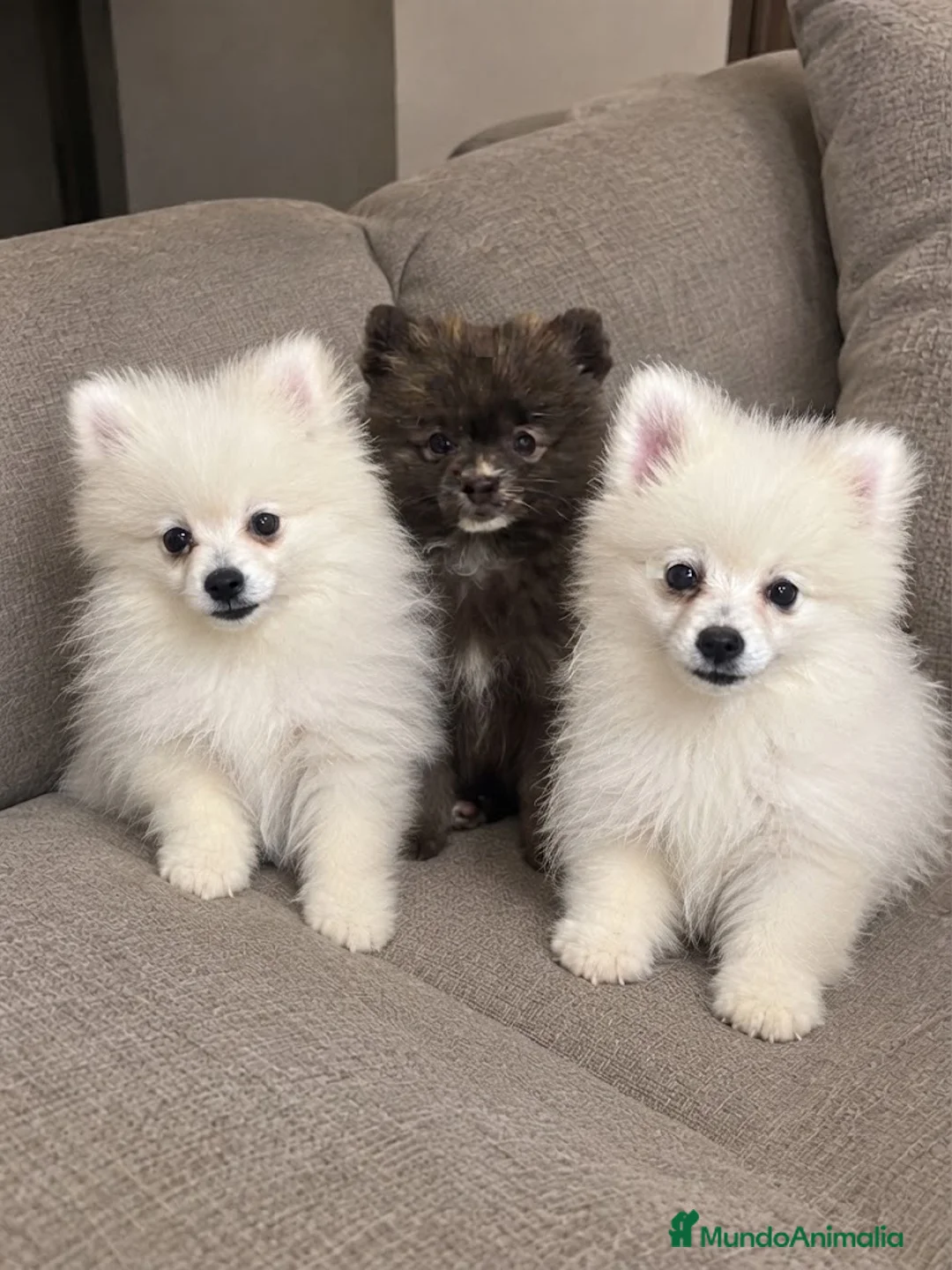 Pomerania perros en venta: Pomerania preciosos - Anuncio 3