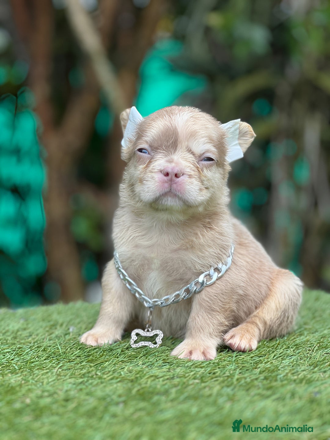 Bulldog Francés perros en venta: Bulldog francés puppy exoticos  - Anuncio 5