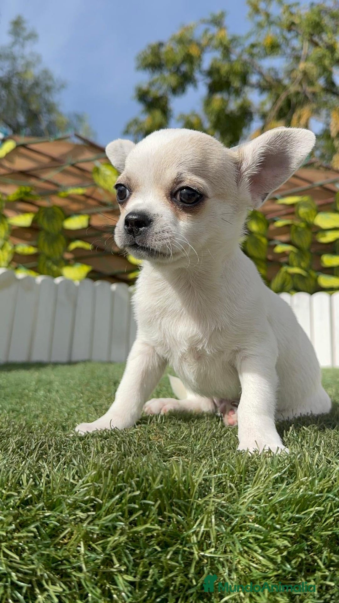 Chihuahua perros en venta: CHIHUAHUA MACHO - Imagen 22
