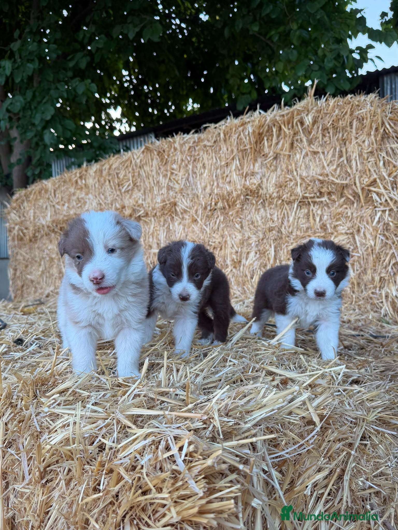 Border Collie perros Border collie  - Anuncio 1