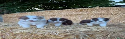 Border Collie perros en venta: Border collie  - Anuncio 1