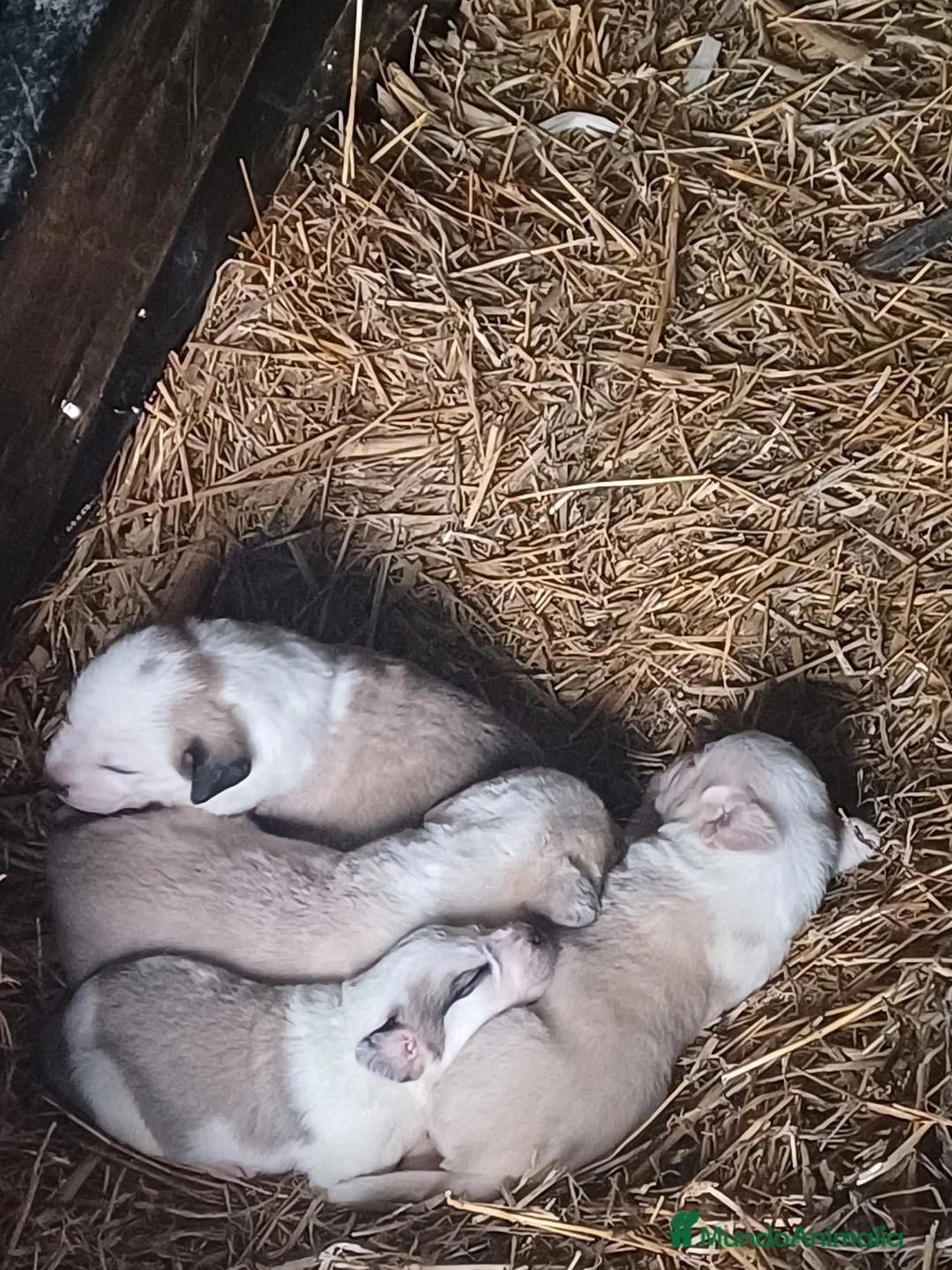 Mastín Español perros en venta: MASTIN ESPAÑOL - Anuncio 1