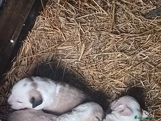 Mastín Español perros MASTIN ESPAÑOL - Anuncio 3