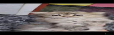 Persa 2