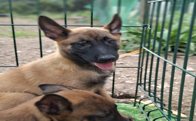 Pastor Belga Malinois perros - Propaganda 2