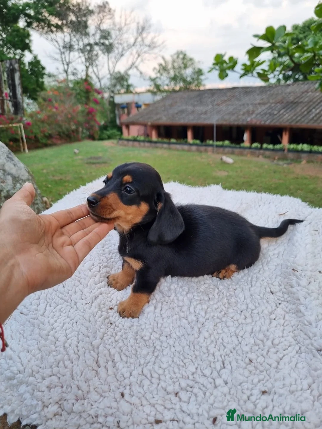 Teckel Miniatura perros en venta: TECKEL MINI ( ENVIO A TODA ESPAÑA )  - Anuncio 6
