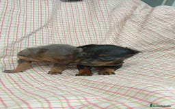 Ratón de Praga perros en venta: Raton de Praga  - Imagen 1