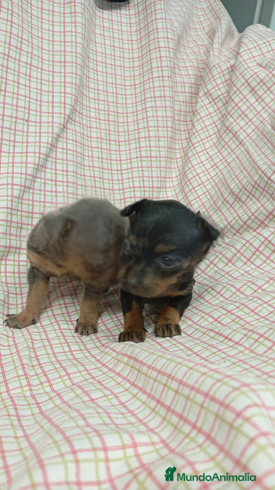 Ratón de Praga perros en venta: Raton de Praga  - Imagen 1