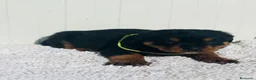 Rottweiler perros en venta:  Rottweiler  en Sevilla - Anuncio 10