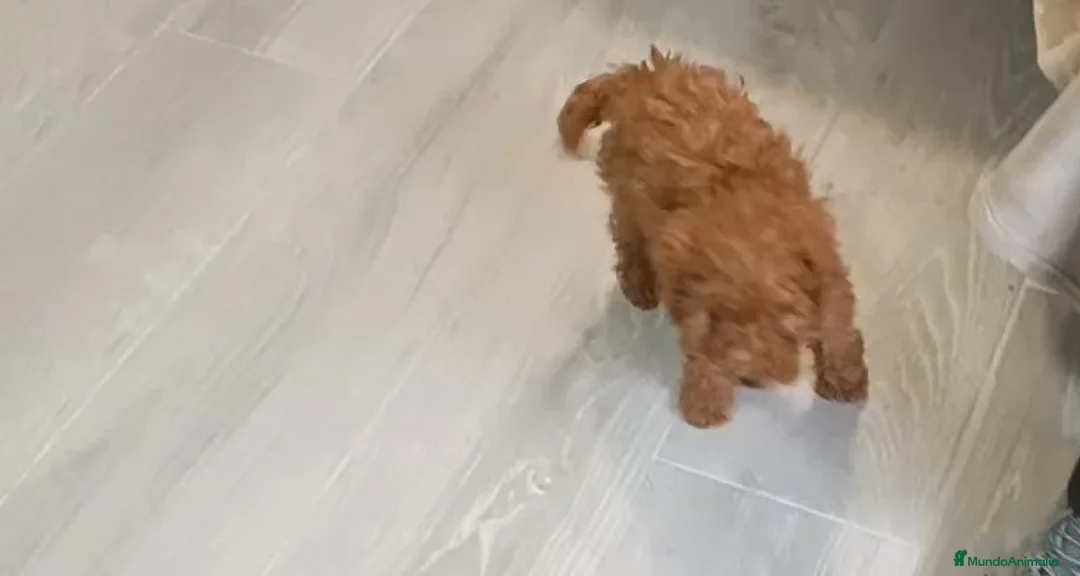 Caniche Toy perros en venta: CANICHE MACHO TOY - Anuncio 6