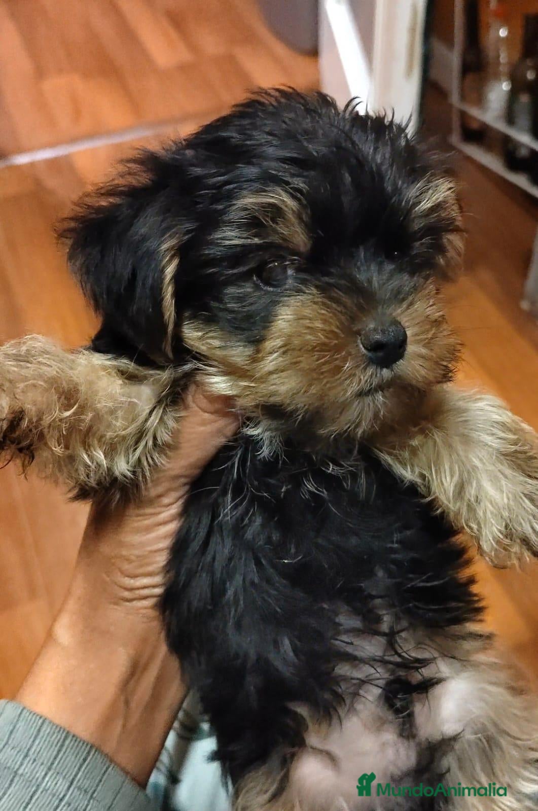 Yorkshire Terrier perros Nueva Camada de Yorkshire Toy - Anuncio 19