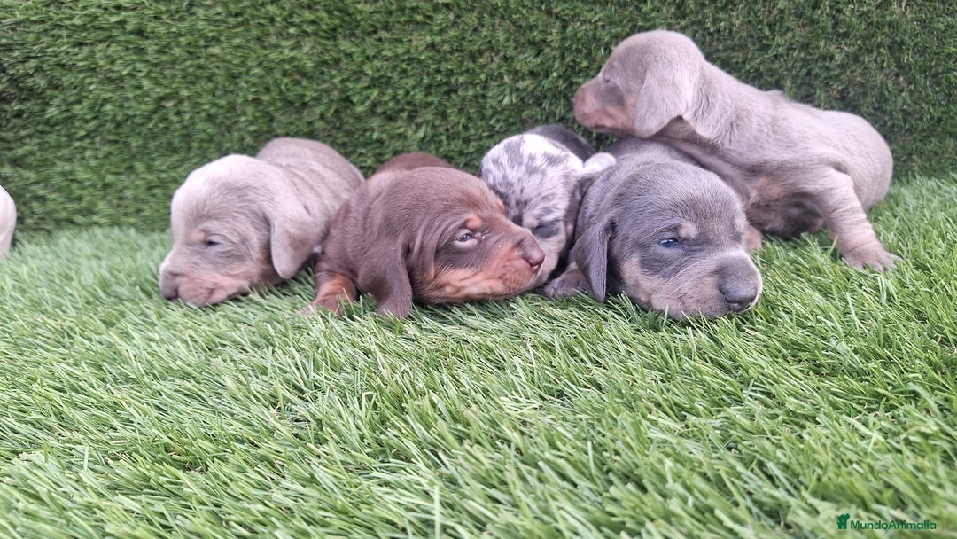 Teckel Miniatura perros en venta: Teckel Navidad - Imagen 1