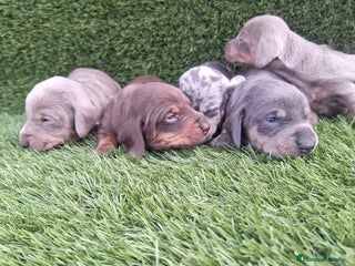 Teckel Miniatura perros - Anuncio 1