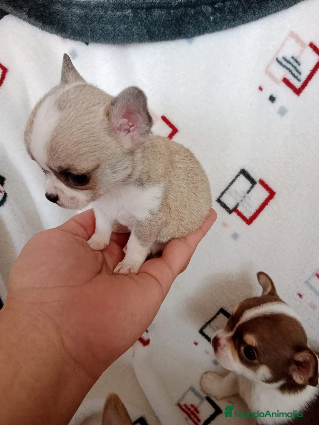 Chihuahua perros en venta: preciosos chhihuahuas linea rusa - Anuncio 4