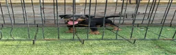 Terrier Alemán de Caza perros en venta: Cachorro Jagd terrier alemán  - Anuncio 4