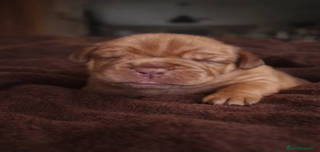 Imagen de galería {{count}}