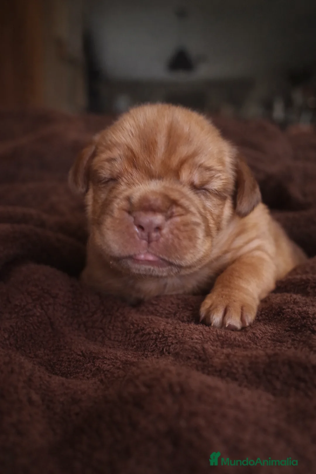 Imagen de galería {{count}}