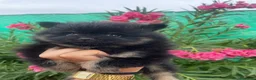 Pomerania perros en venta: Cachorra pomerania  - Anuncio 7