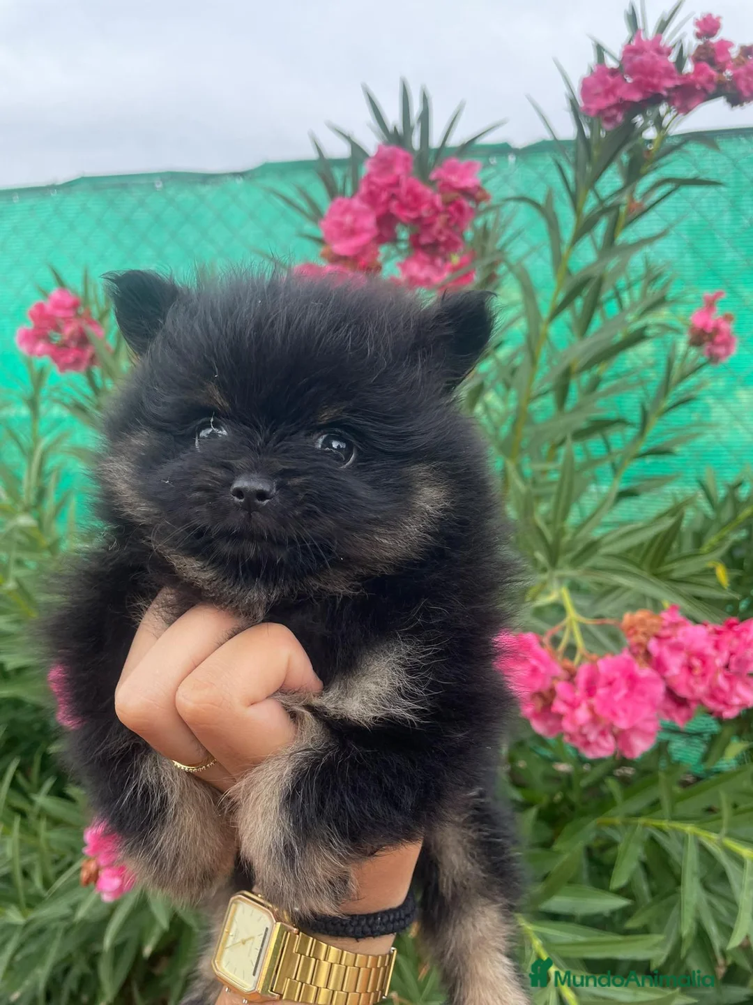 Pomerania perros en venta: Cachorra pomerania  - Anuncio 7