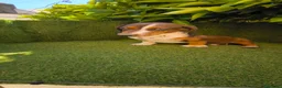 Teckel Miniatura perros en venta: teckel arlequin daple macho - Anuncio 11