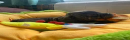 Bulldog Francés perros en venta: Bebés Bulldog Francés  - Anuncio 6