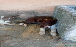 Border Collie perros en venta: border collie chocolayes y blancos  - Imagen 7