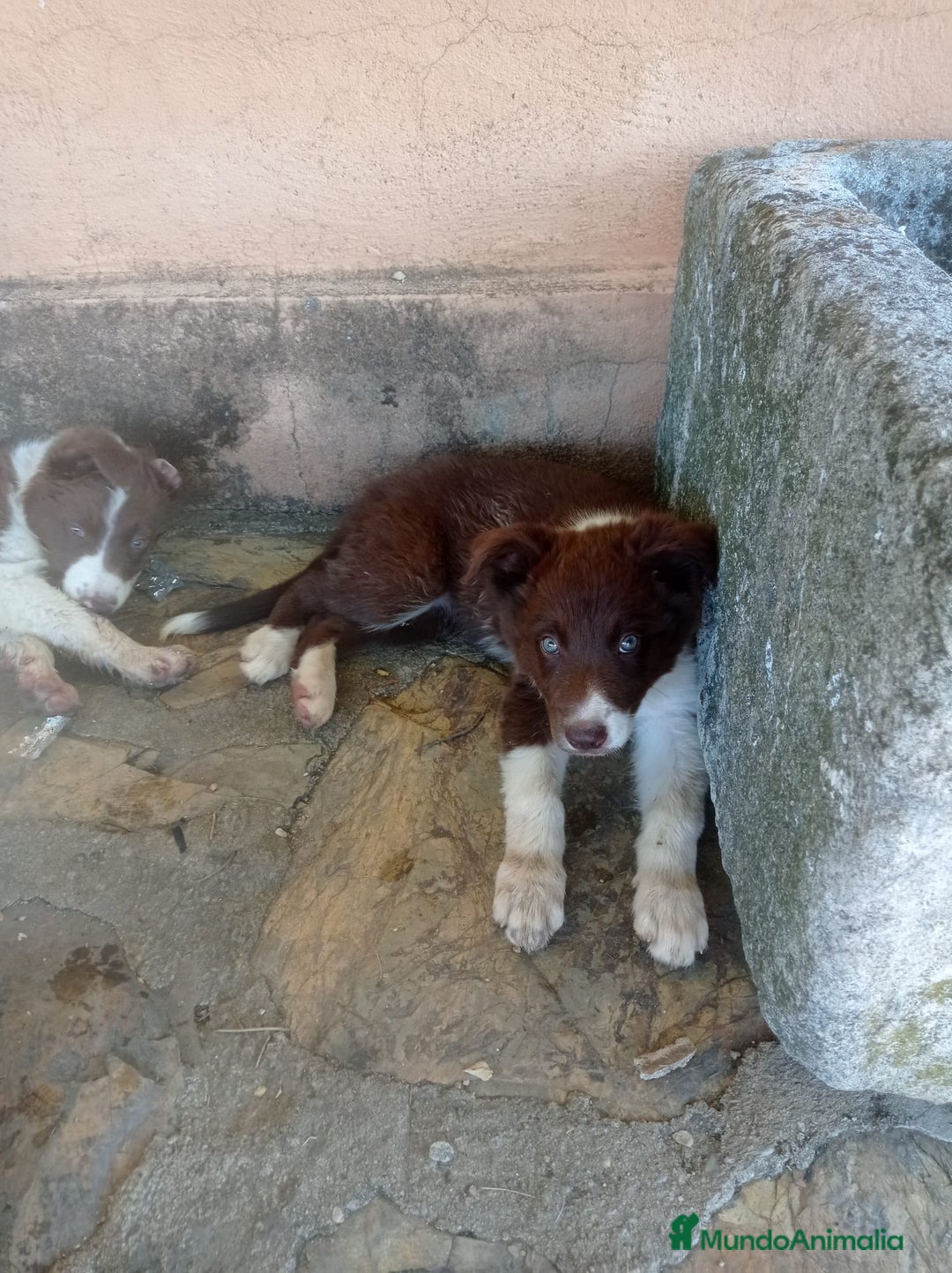 Border Collie perros en venta: border collie chocolayes y blancos  - Imagen 7