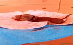 Teckel Miniatura perros en venta: Teckel kaninchen  - Imagen 9