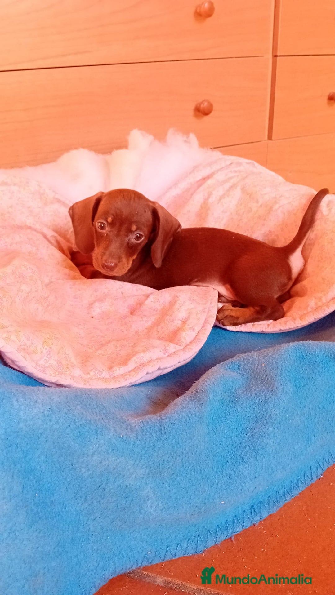 Teckel Miniatura perros en venta: Teckel kaninchen  - Imagen 9
