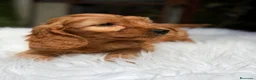 Cockapoo perros en venta: COCKAPOO APRICOT - Anuncio 1